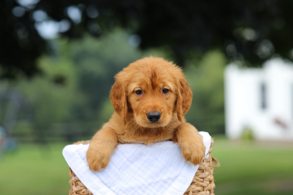 Paxton Image of Paxton, a Golden Retriever puppy