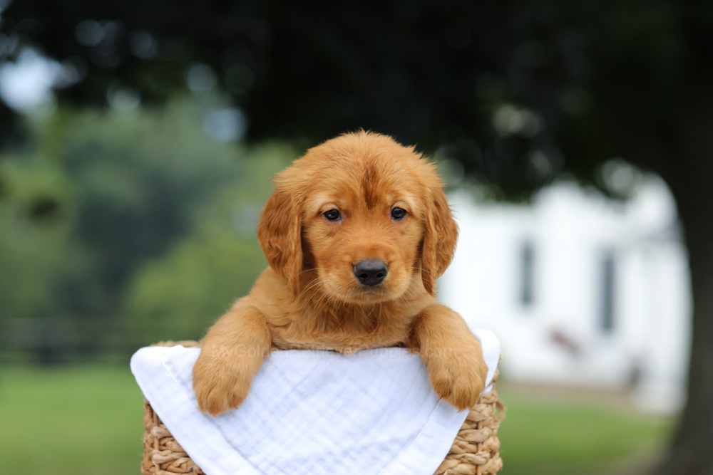Paxton Image of Paxton, a Golden Retriever puppy