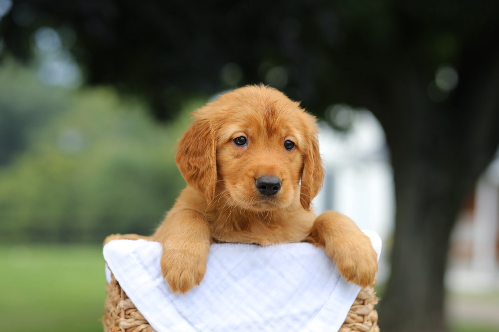 Paxton Image of Paxton, a Golden Retriever puppy