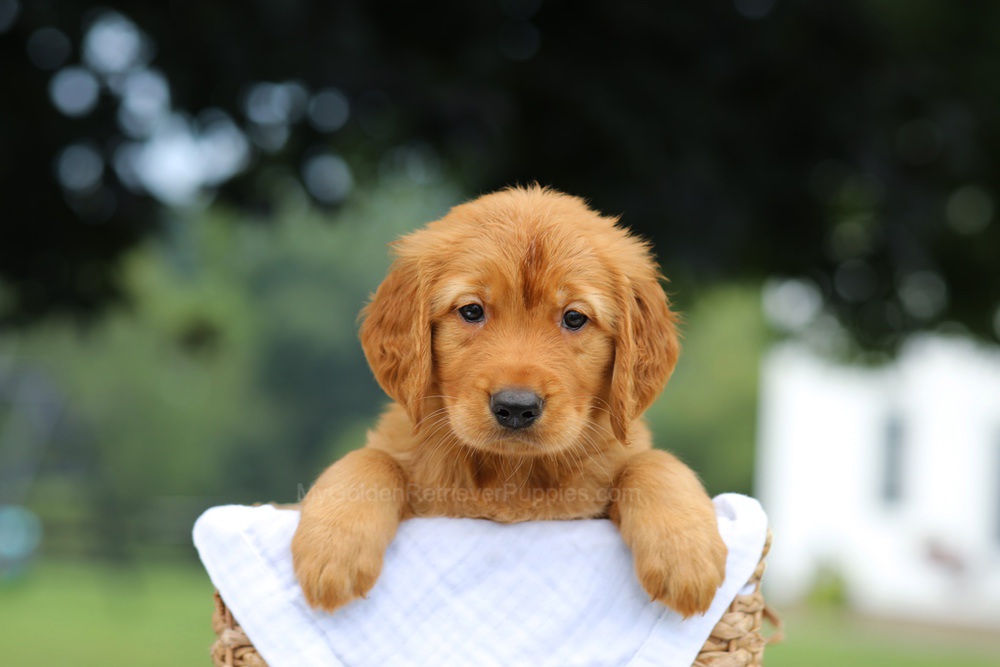 Paxton Image of Paxton, a Golden Retriever puppy