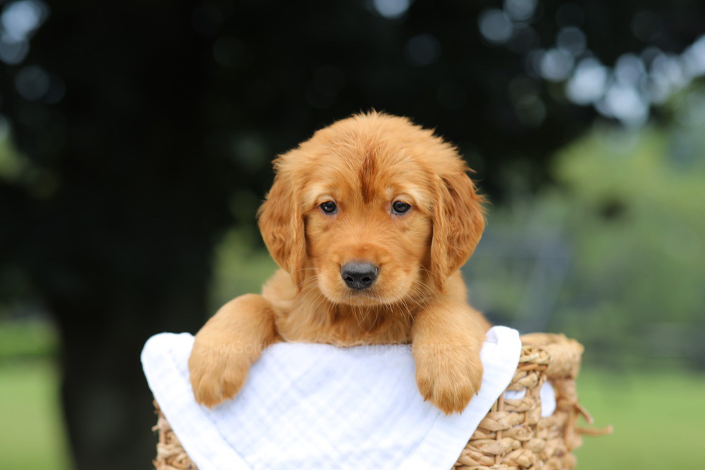 Paxton Image of Paxton, a Golden Retriever puppy