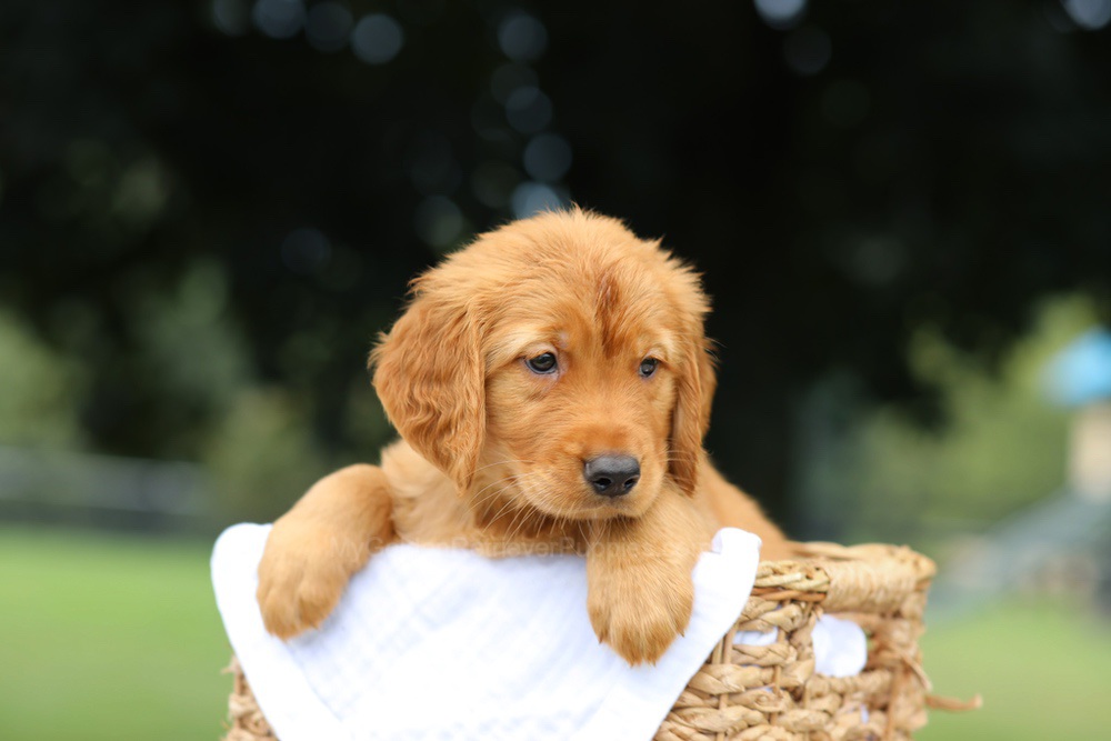 Paxton Image of Paxton, a Golden Retriever puppy