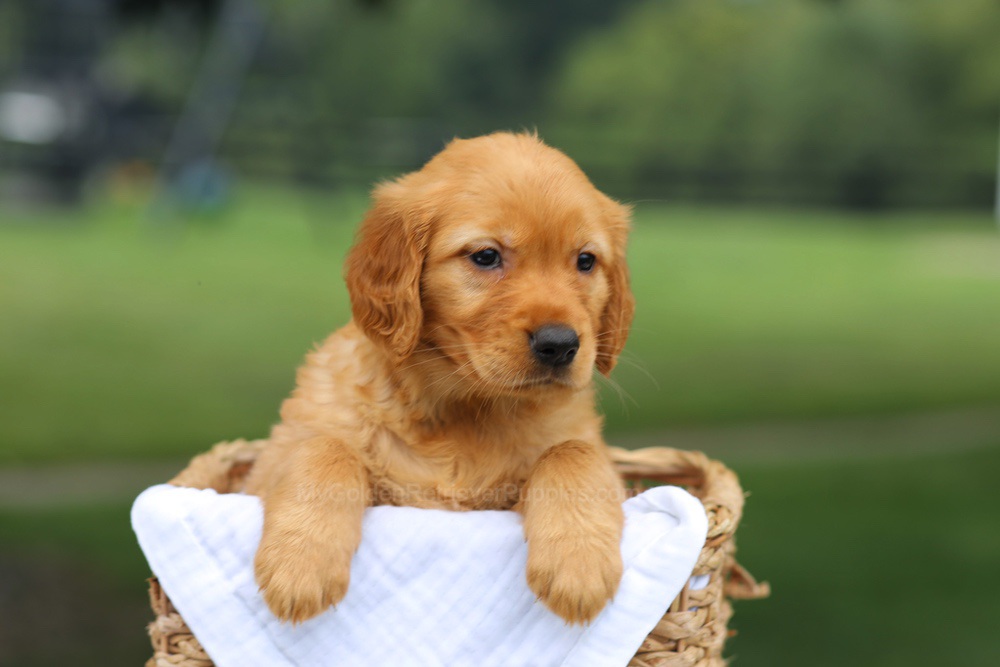 Pennie Image of Pennie, a Golden Retriever puppy