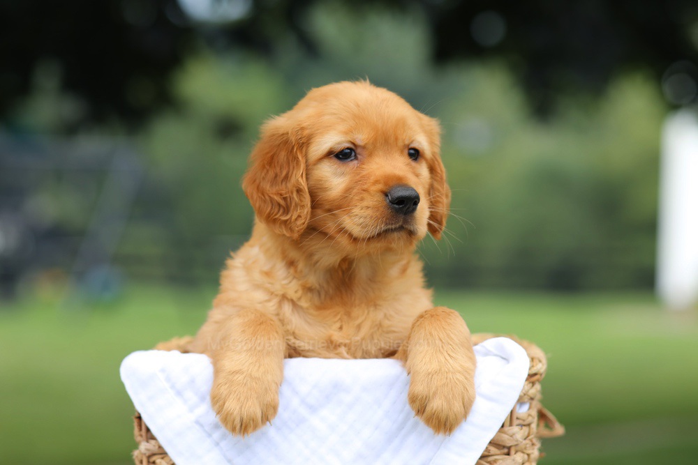 Pennie Image of Pennie, a Golden Retriever puppy