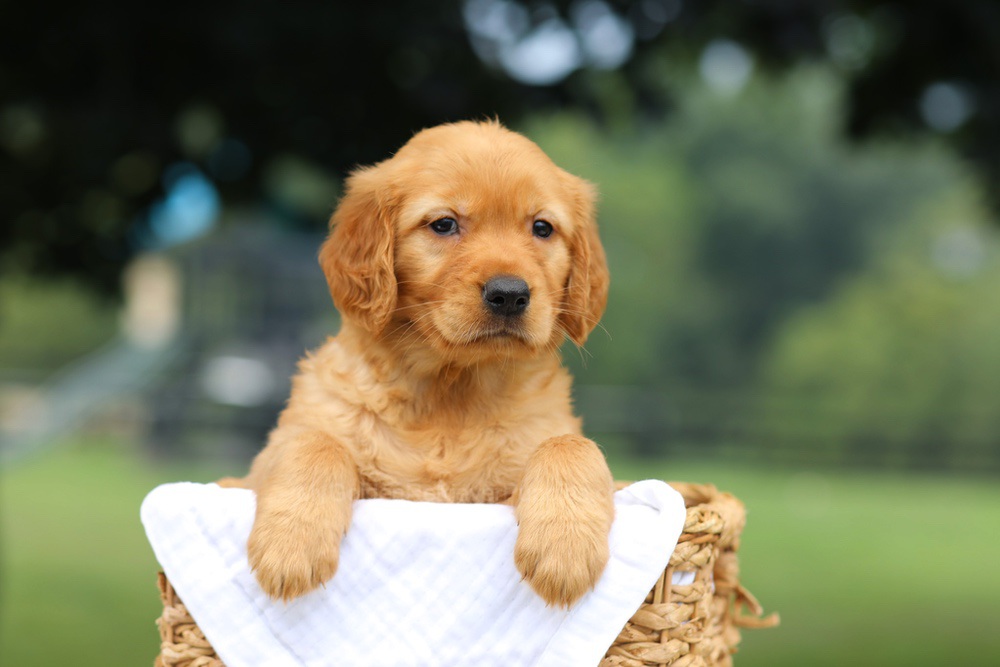 Pennie Image of Pennie, a Golden Retriever puppy