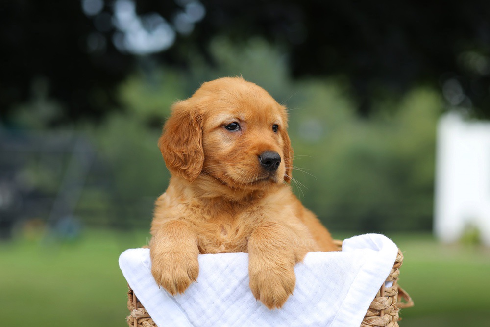 Pennie Image of Pennie, a Golden Retriever puppy