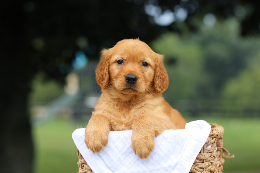 Pennie Image of Pennie, a Golden Retriever puppy