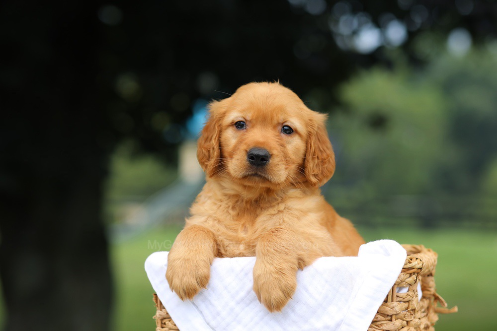 Pennie Image of Pennie, a Golden Retriever puppy