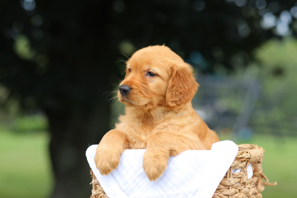 Pennie Image of Pennie, a Golden Retriever puppy