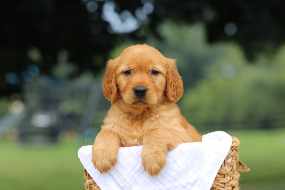 Pennie Image of Pennie, a Golden Retriever puppy