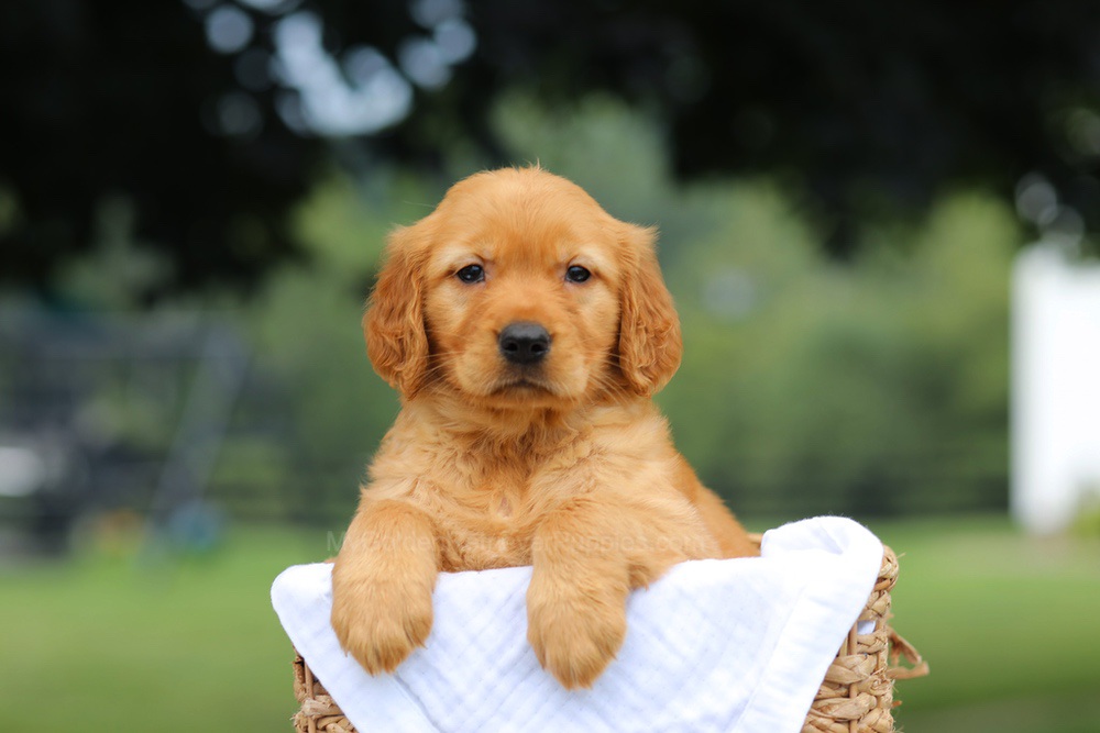Pennie Image of Pennie, a Golden Retriever puppy