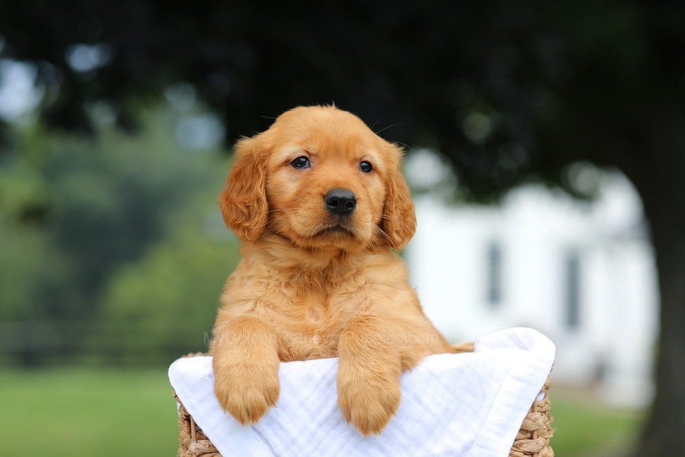 Pennie Image of Pennie, a Golden Retriever puppy