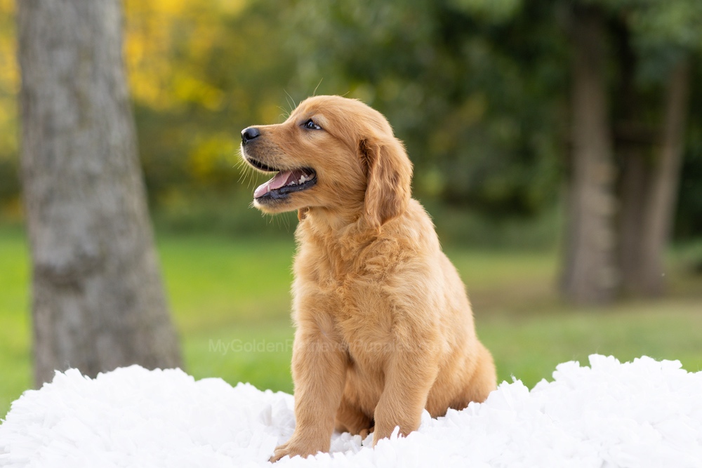 Corduroy Image of Corduroy, a Golden Retriever puppy
