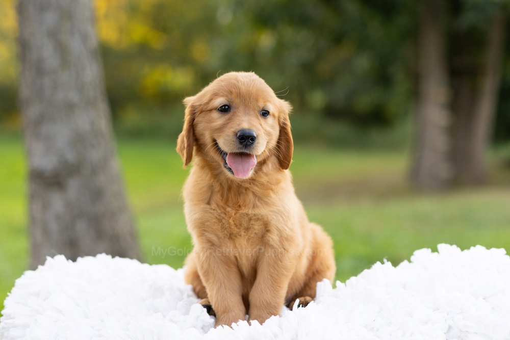 Corduroy Image of Corduroy, a Golden Retriever puppy