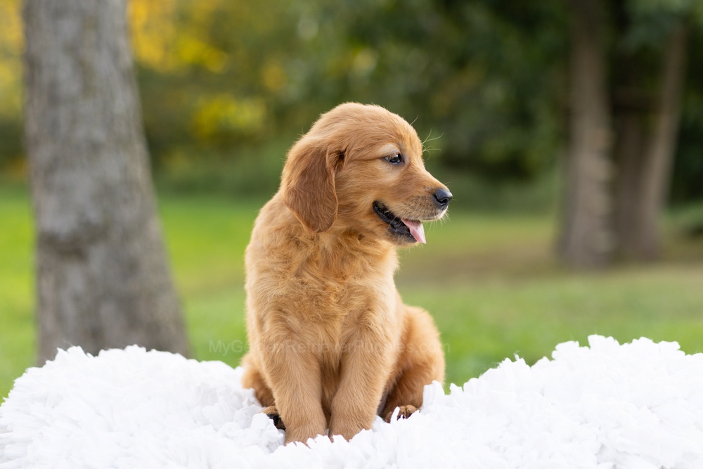 Corduroy Image of Corduroy, a Golden Retriever puppy