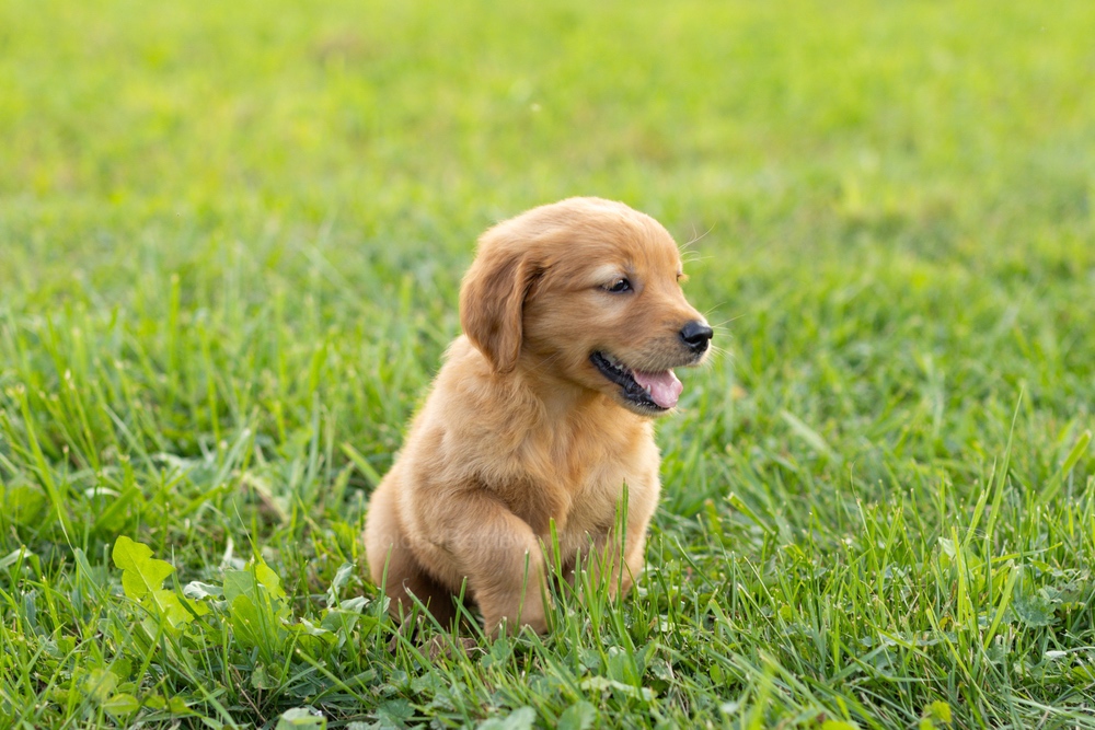Corduroy Image of Corduroy, a Golden Retriever puppy