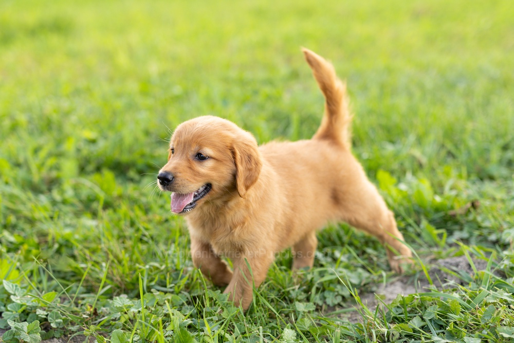 Corduroy Image of Corduroy, a Golden Retriever puppy