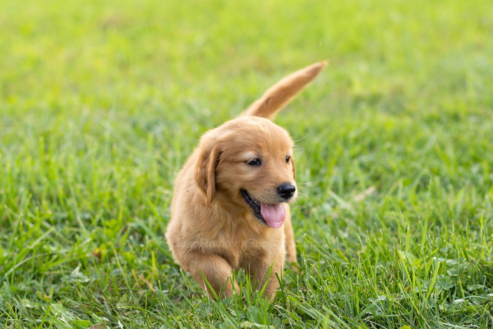 Corduroy Image of Corduroy, a Golden Retriever puppy