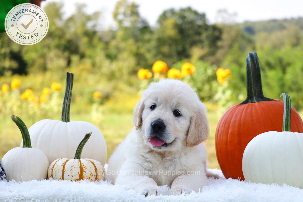Pluto Image of Pluto, a Golden Retriever puppy