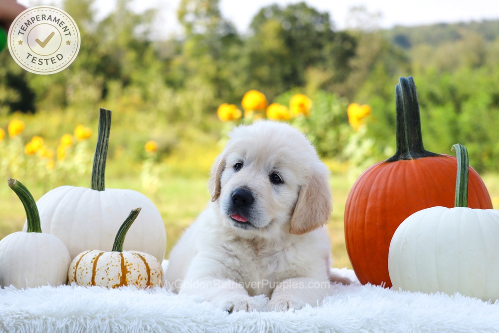 Pluto Image of Pluto, a Golden Retriever puppy