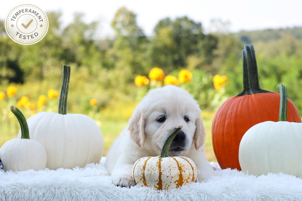 Pluto Image of Pluto, a Golden Retriever puppy