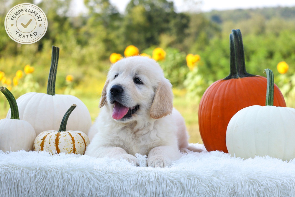 Pluto Image of Pluto, a Golden Retriever puppy