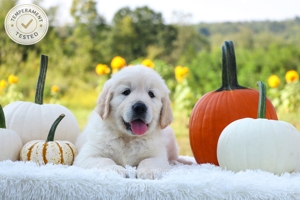 Pluto Image of Pluto, a Golden Retriever puppy