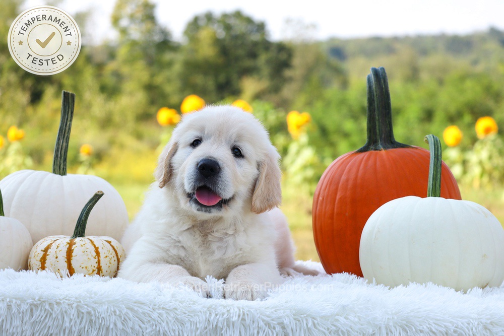 Pluto Image of Pluto, a Golden Retriever puppy