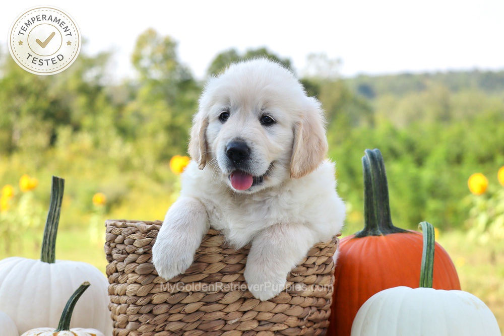 Pluto Image of Pluto, a Golden Retriever puppy