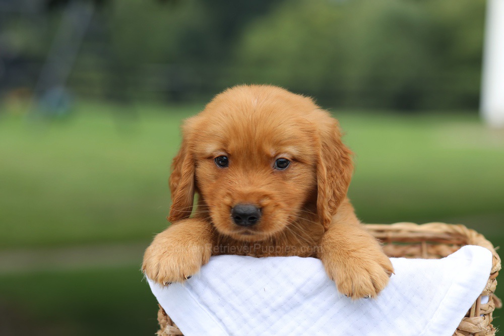 Prince Image of Prince, a Golden Retriever puppy
