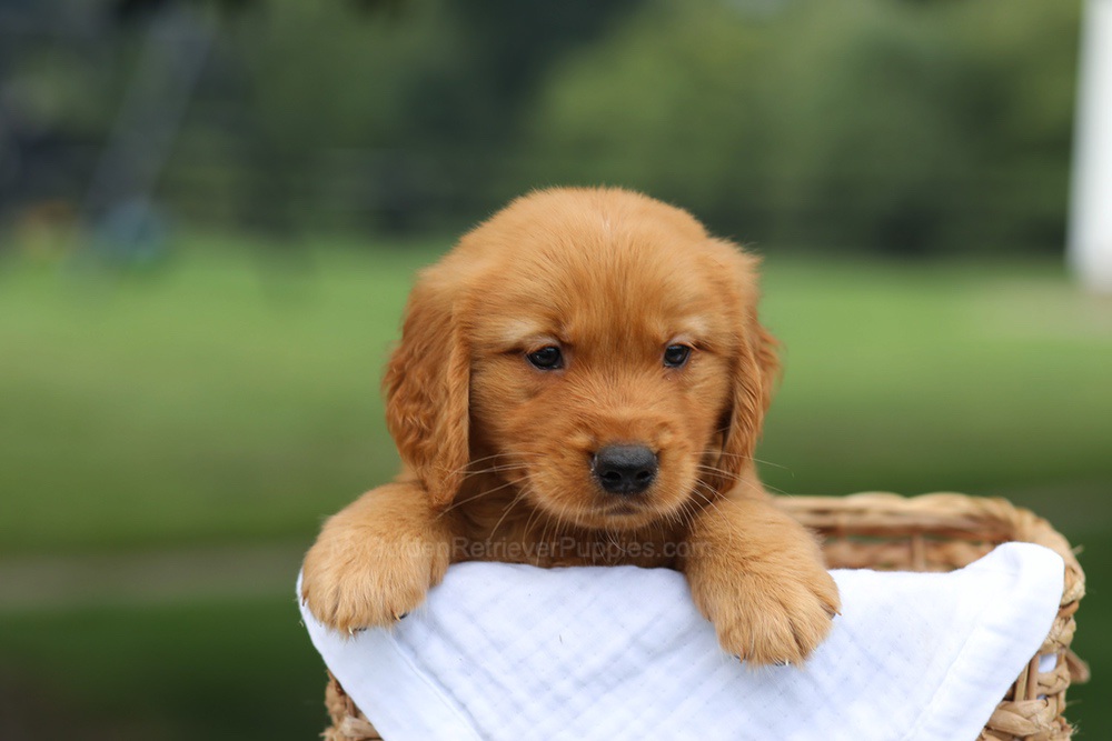 Prince Image of Prince, a Golden Retriever puppy