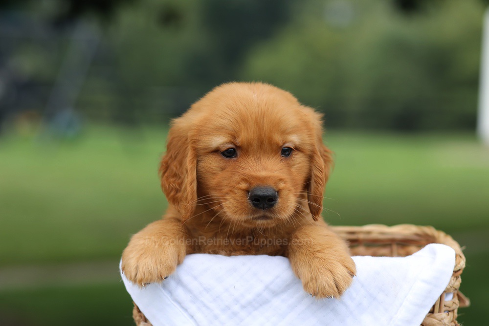 Prince Image of Prince, a Golden Retriever puppy