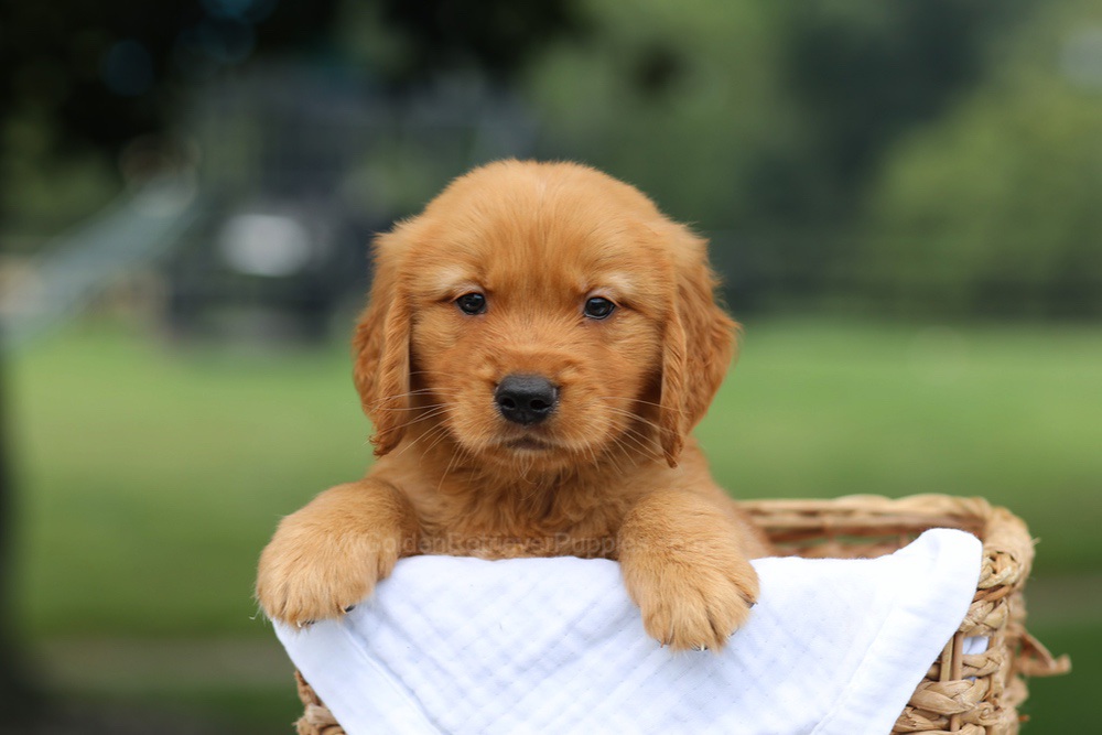 Prince Image of Prince, a Golden Retriever puppy