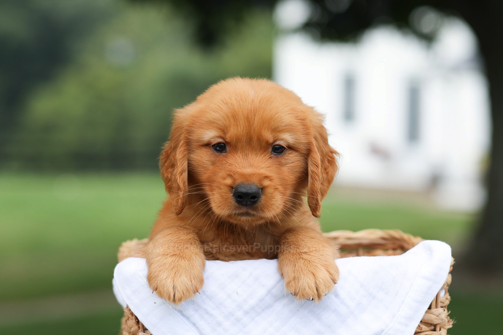 Prince Image of Prince, a Golden Retriever puppy