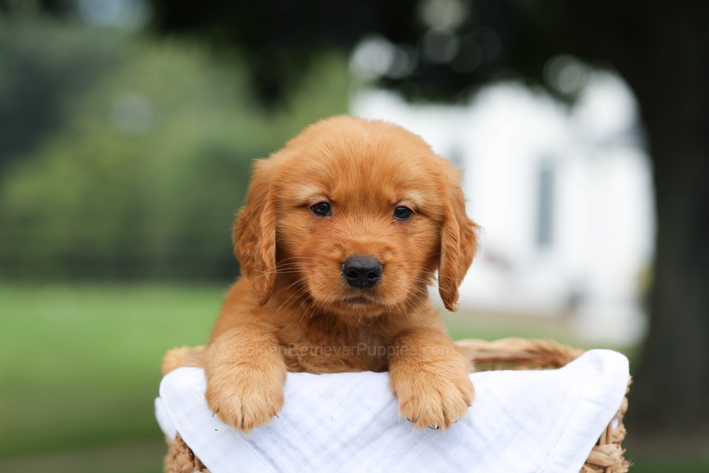 Prince Image of Prince, a Golden Retriever puppy