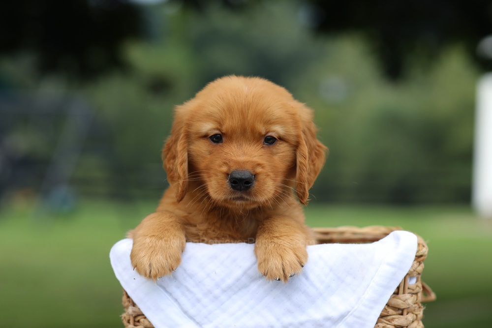 Prince Image of Prince, a Golden Retriever puppy
