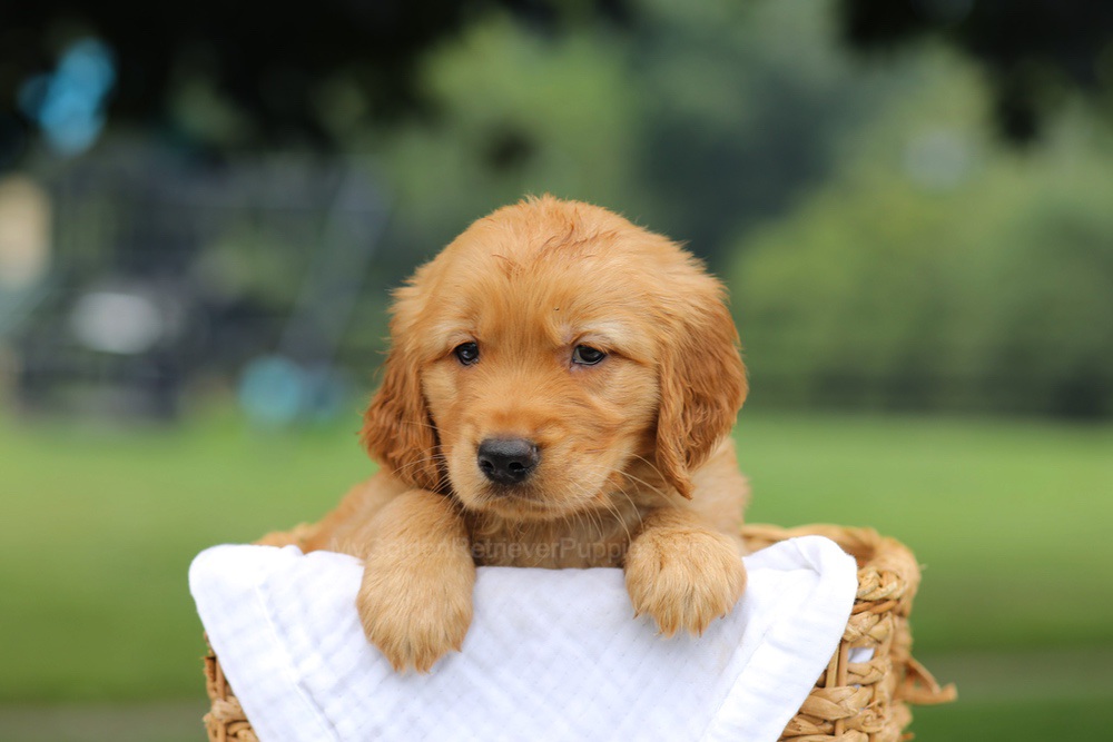 Pumpkin Image of Pumpkin, a Golden Retriever puppy