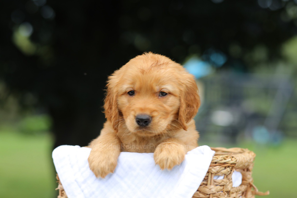 Pumpkin Image of Pumpkin, a Golden Retriever puppy