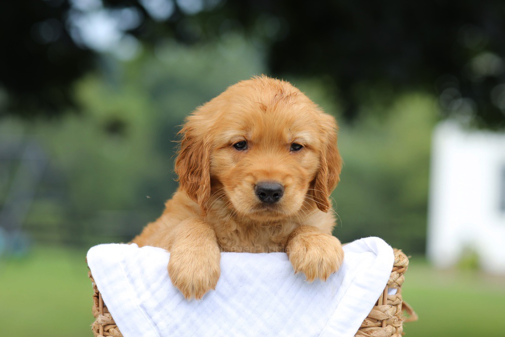 Pumpkin Image of Pumpkin, a Golden Retriever puppy