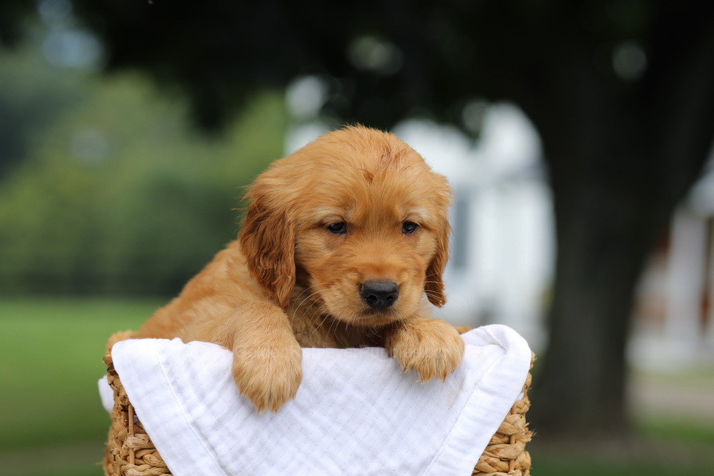 Pumpkin Image of Pumpkin, a Golden Retriever puppy