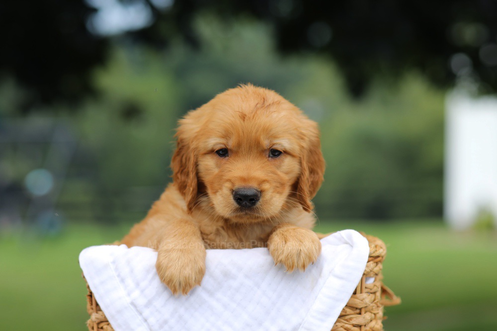 Pumpkin Image of Pumpkin, a Golden Retriever puppy