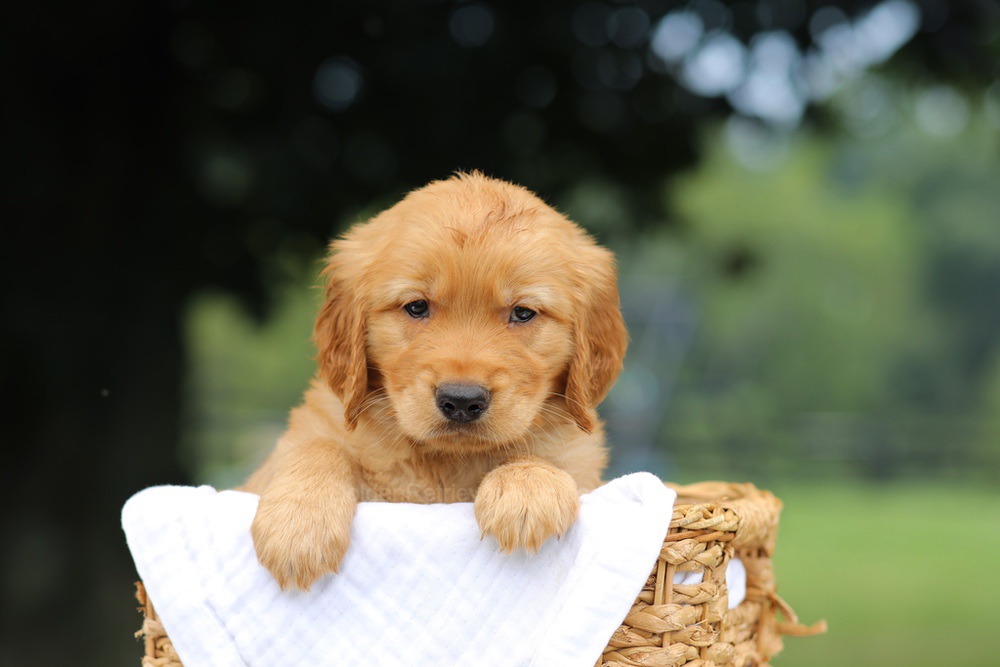 Pumpkin Image of Pumpkin, a Golden Retriever puppy
