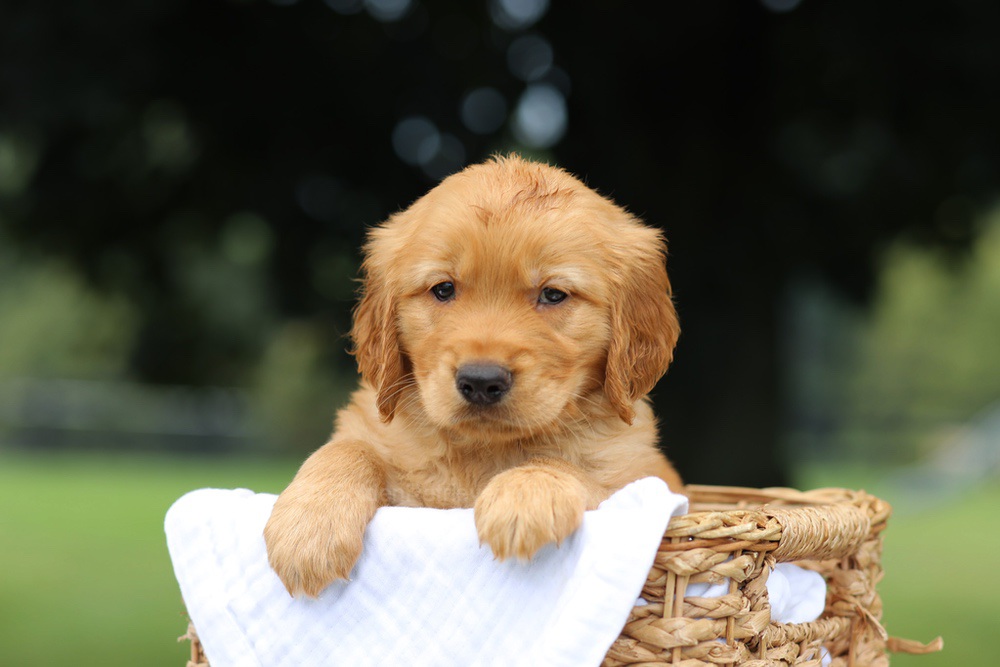 Pumpkin Image of Pumpkin, a Golden Retriever puppy