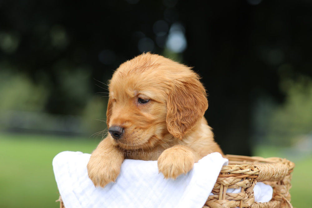 Pumpkin Image of Pumpkin, a Golden Retriever puppy