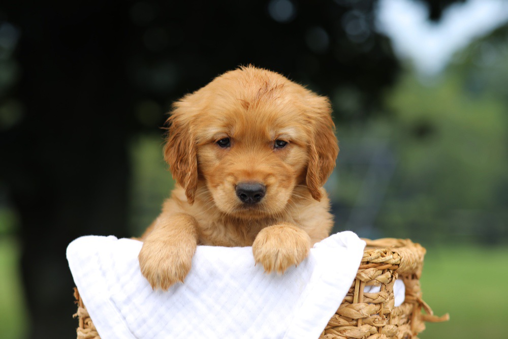 Pumpkin Image of Pumpkin, a Golden Retriever puppy