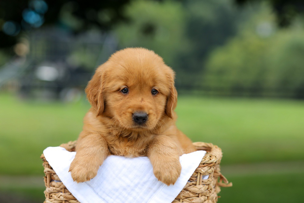Rusty Image of Rusty, a Golden Retriever puppy