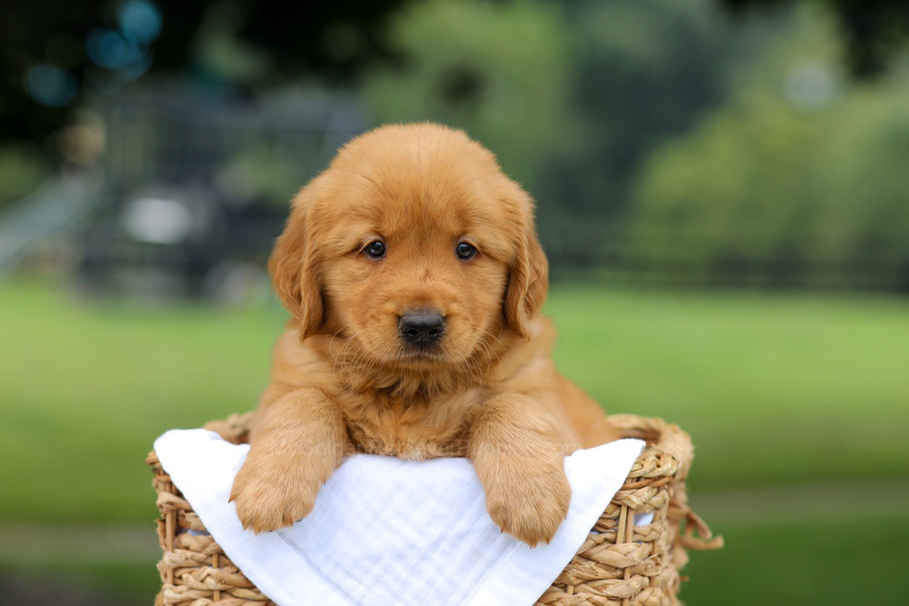 Rusty Image of Rusty, a Golden Retriever puppy