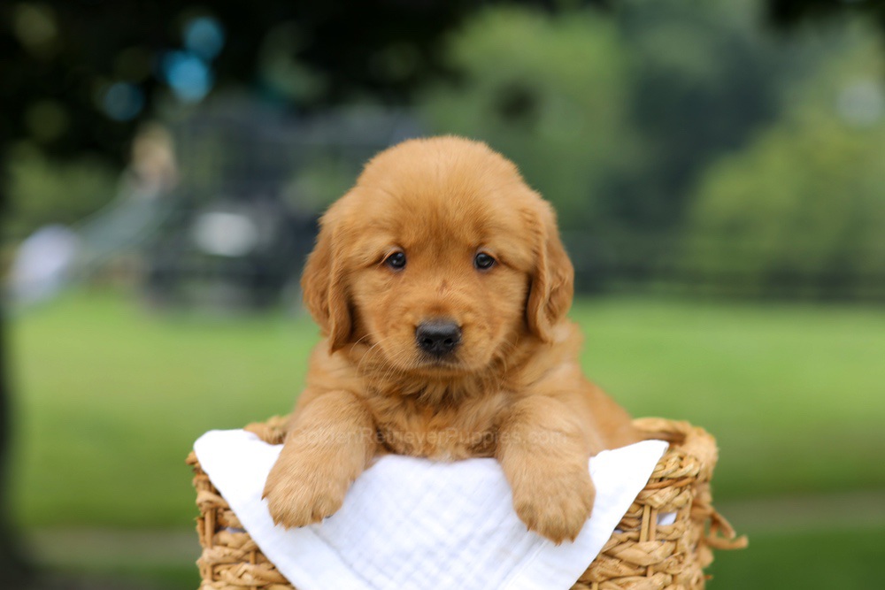 Rusty Image of Rusty, a Golden Retriever puppy