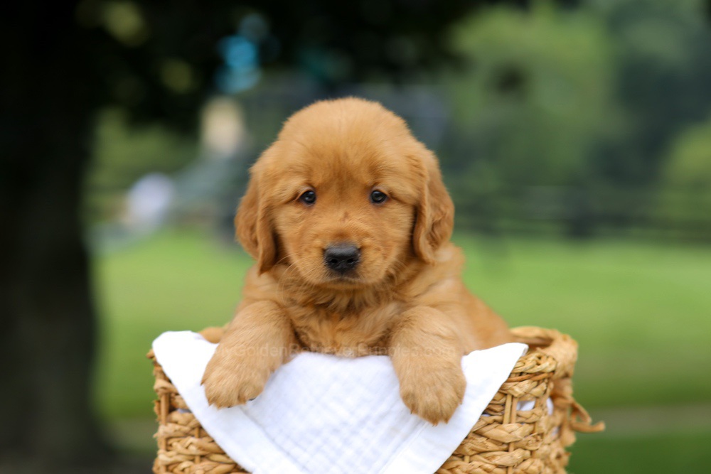 Rusty Image of Rusty, a Golden Retriever puppy