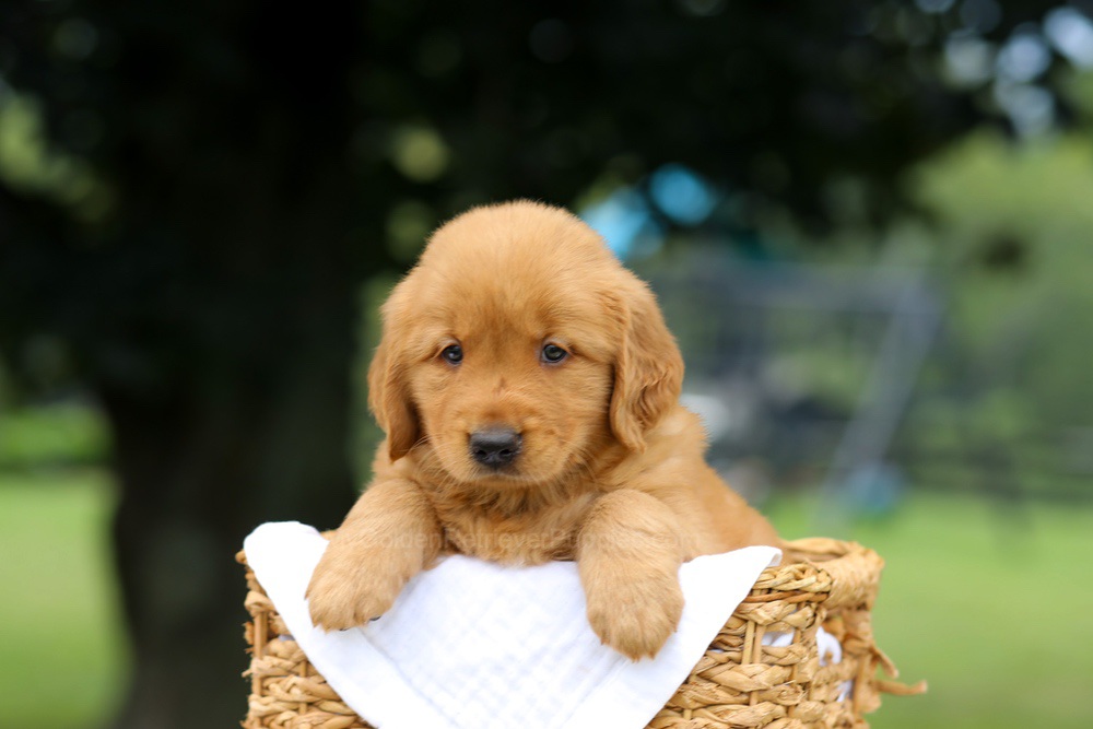 Rusty Image of Rusty, a Golden Retriever puppy